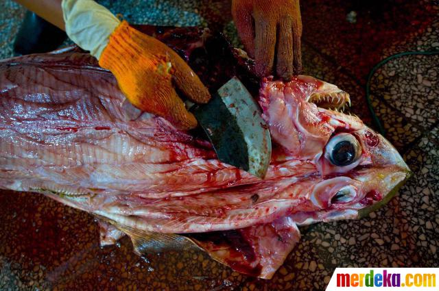 Foto : Menengok pabrik pengolahan ikan hiu di China 