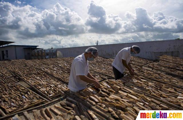 Foto : Menengok pabrik pengolahan ikan hiu di China 