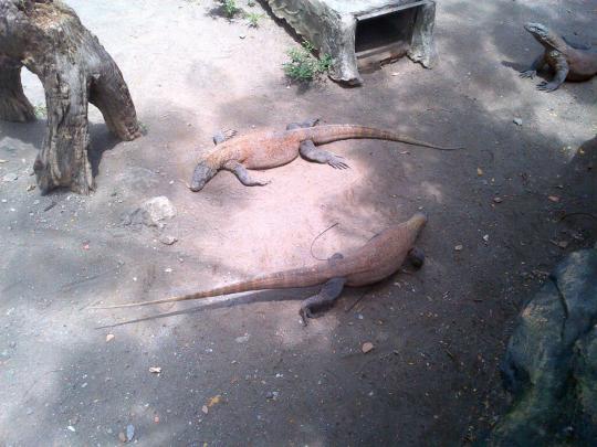 Ini Komodo Dragon yang mati di Kebun Binatang Surabaya