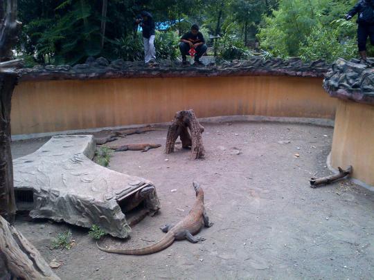 Ini Komodo Dragon yang mati di Kebun Binatang Surabaya