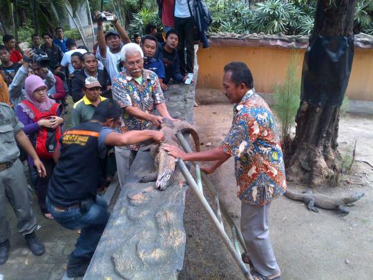 Ini Komodo Dragon yang mati di Kebun Binatang Surabaya