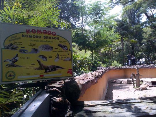 Ini Komodo Dragon yang mati di Kebun Binatang Surabaya