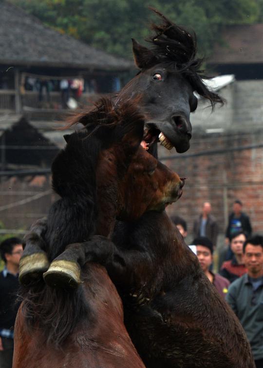 Kompetisi gulat kuda di China