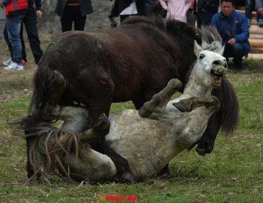 Kompetisi gulat kuda di China