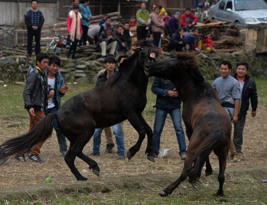 Kompetisi gulat kuda di China