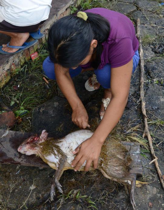 Stok menipis, pengungsi banjir di Bolivia berburu kelinci