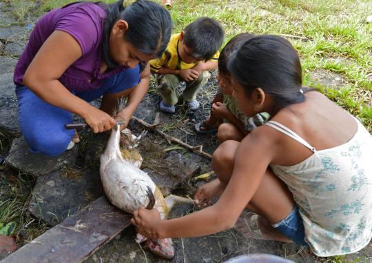 Stok menipis, pengungsi banjir di Bolivia berburu kelinci