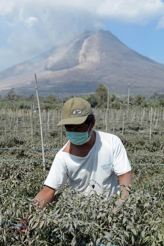 Status masih bahaya, warga sekitar Sinabung nekat beraktivitas