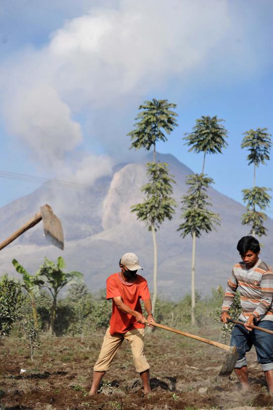 Status masih bahaya, warga sekitar Sinabung nekat beraktivitas