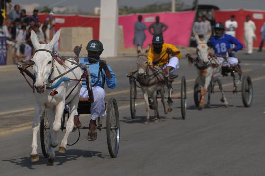 Uniknya lomba balap keledai di Pakistan