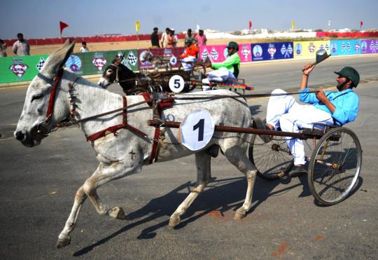 Uniknya lomba balap keledai di Pakistan