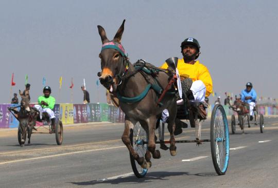 Uniknya lomba balap keledai di Pakistan