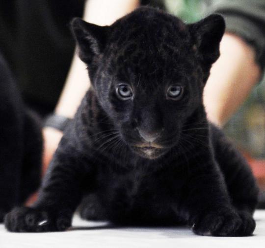 Lucunya dua bayi macan kumbang dari kebun binatang Rusia