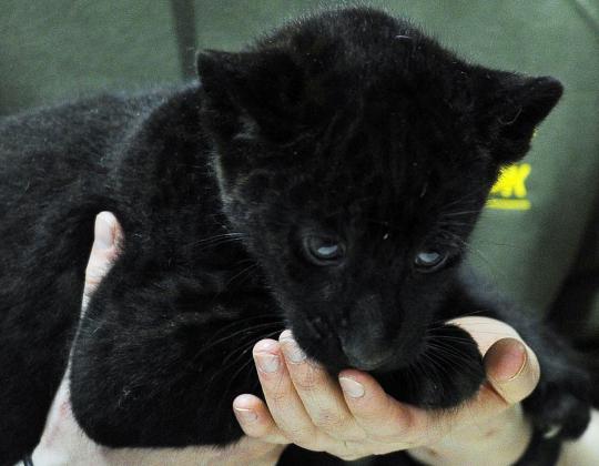 Lucunya dua bayi macan kumbang dari kebun binatang Rusia