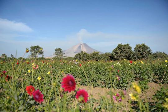 Memanen bunga seruni di tengah erupsi Gunung Sinabung