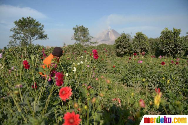 Foto : Memanen bunga seruni di tengah erupsi Gunung 