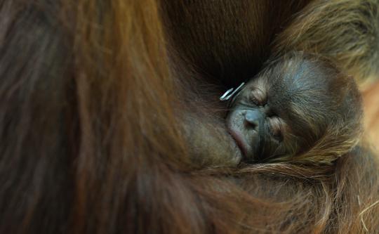 Eratnya kasih sayang induk orangutan ke anaknya