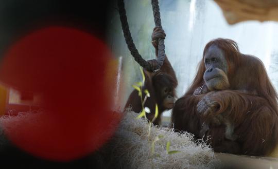 Eratnya kasih sayang induk orangutan ke anaknya