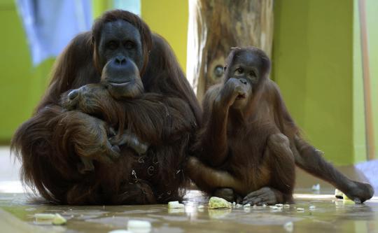 Eratnya kasih sayang induk orangutan ke anaknya