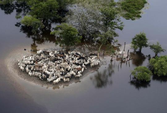 Pandangan udara ribuan ekor sapi di Bolivia terkepung banjir