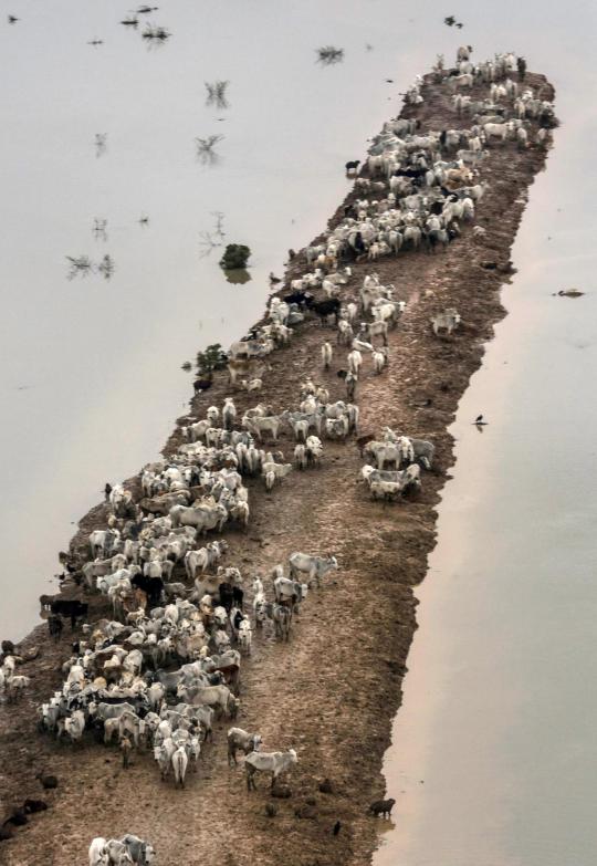 Pandangan udara ribuan ekor sapi di Bolivia terkepung banjir