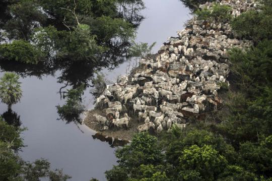 Pandangan udara ribuan ekor sapi di Bolivia terkepung banjir