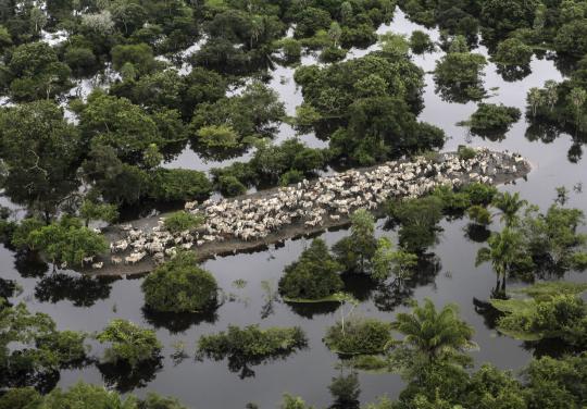 Pandangan udara ribuan ekor sapi di Bolivia terkepung banjir