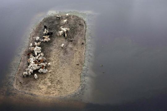 Pandangan udara ribuan ekor sapi di Bolivia terkepung banjir