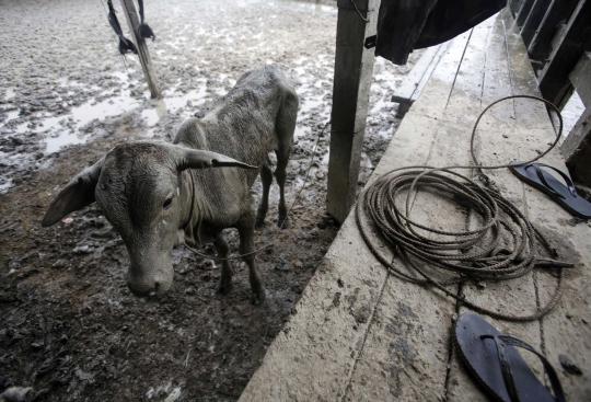 Pandangan udara ribuan ekor sapi di Bolivia terkepung banjir