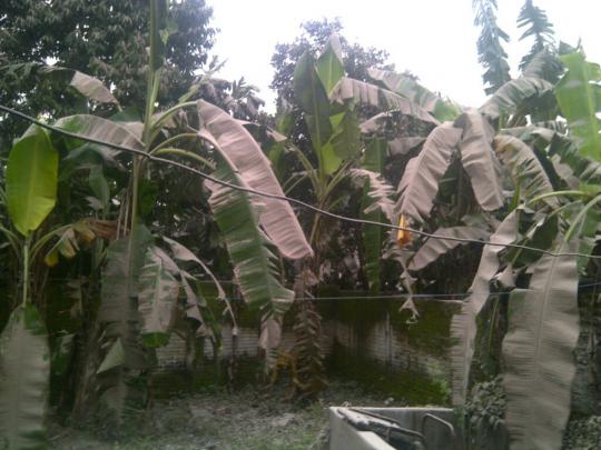 Situasi hujan abu Kelud disertai angin kencang di Solo