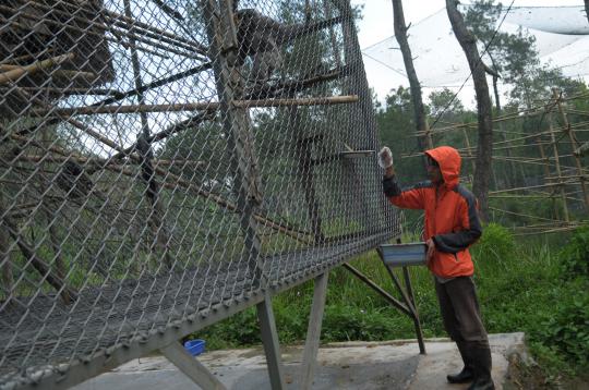 Menengok rehabilitasi Owa Jawa di Ciwidey