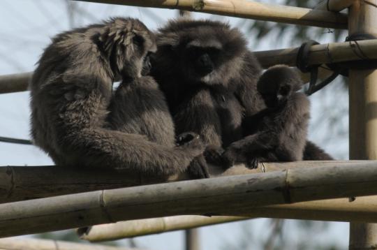 Lucunya 'Uci', bayi Owa Jawa di rehabilitasi primata di Ciwidey