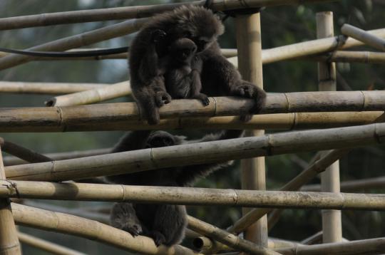 Lucunya 'Uci', bayi Owa Jawa di rehabilitasi primata di Ciwidey