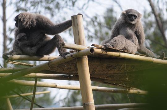 Lucunya 'Uci', bayi Owa Jawa di rehabilitasi primata di Ciwidey