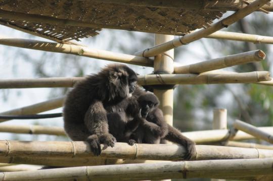 Lucunya 'Uci', bayi Owa Jawa di rehabilitasi primata di Ciwidey