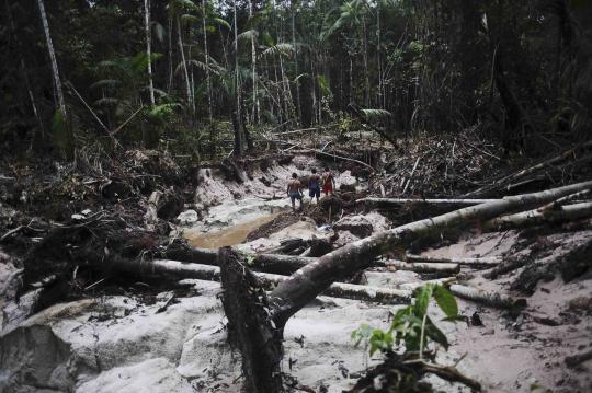 Aksi suku pedalaman berburu penambang emas liar di Hutan Amazon