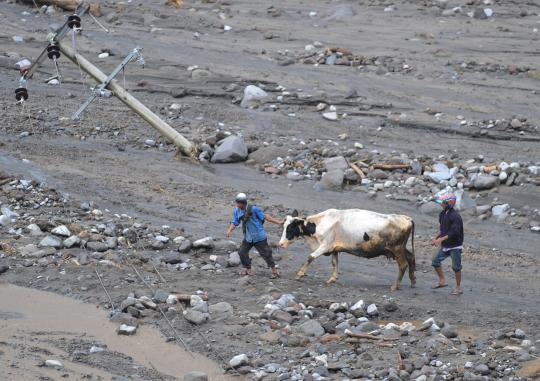 Evakuasi hewan ternak melintasi lahar dingin Gunung Kelud