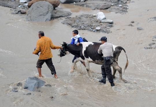 Evakuasi hewan ternak melintasi lahar dingin Gunung Kelud