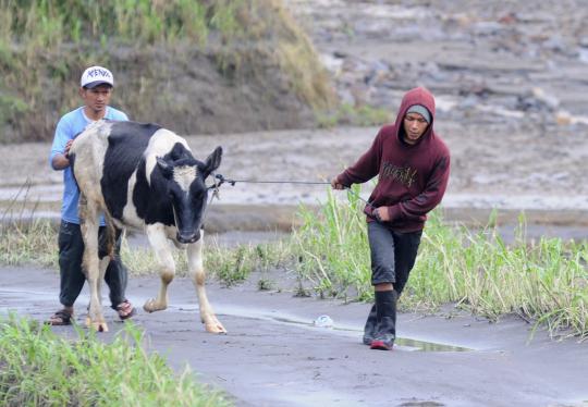 Evakuasi hewan ternak melintasi lahar dingin Gunung Kelud