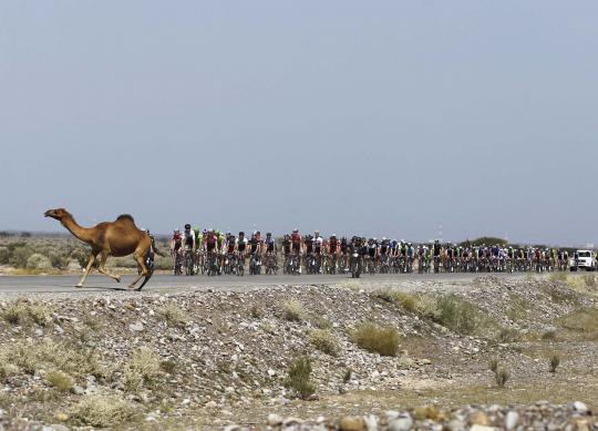 Lucunya seekor unta halangi jalan balap sepeda Tour of Oman