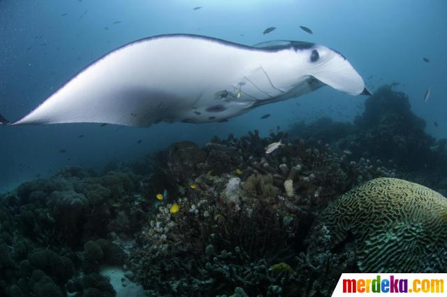 Foto Menelusuri kehidupan ikan Pari Manta di perairan 