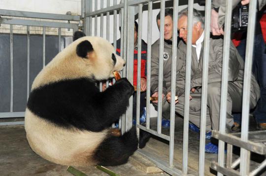 China sewakan sepasang panda raksasa ke kebun binatang di Belgia
