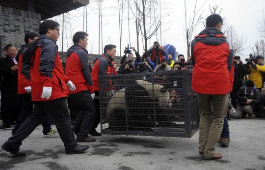 China sewakan sepasang panda raksasa ke kebun binatang di Belgia