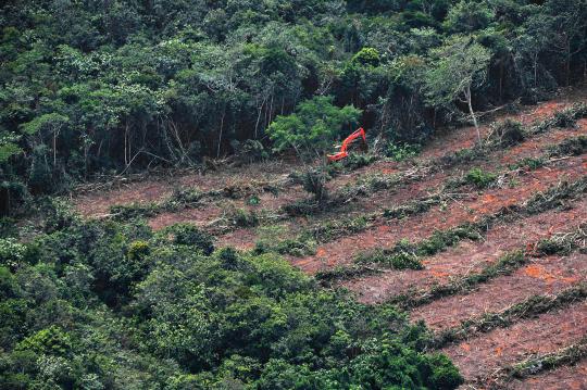 Sadisnya pembalakan hutan di Kalimantan demi kebun kelapa sawit