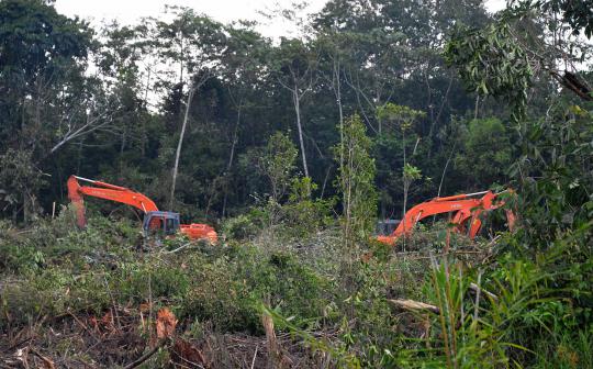 Sadisnya pembalakan hutan di Kalimantan demi kebun kelapa sawit