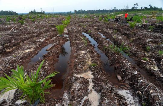 Sadisnya pembalakan hutan di Kalimantan demi kebun kelapa sawit