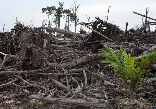 Sadisnya pembalakan hutan di Kalimantan demi kebun kelapa sawit