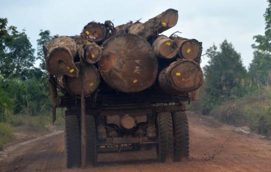 Sadisnya pembalakan hutan di Kalimantan demi kebun kelapa sawit