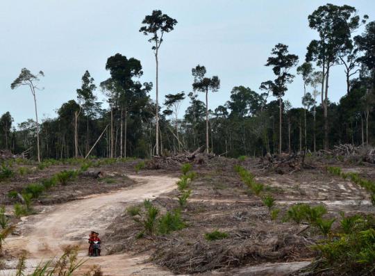 Sadisnya pembalakan hutan di Kalimantan demi kebun kelapa sawit