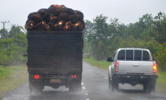 Sadisnya pembalakan hutan di Kalimantan demi kebun kelapa sawit